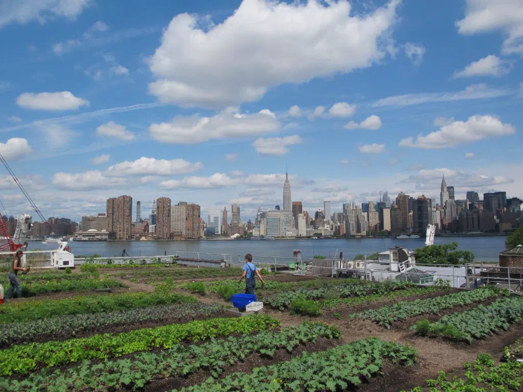 Eagle Street Rooftop Farm, Nueva York