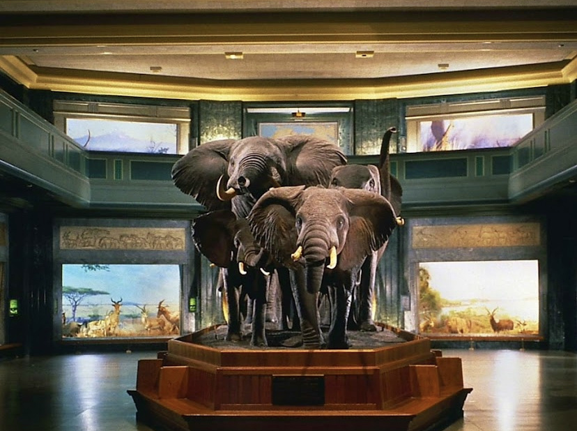 American Museum of Natural History — photo 2
